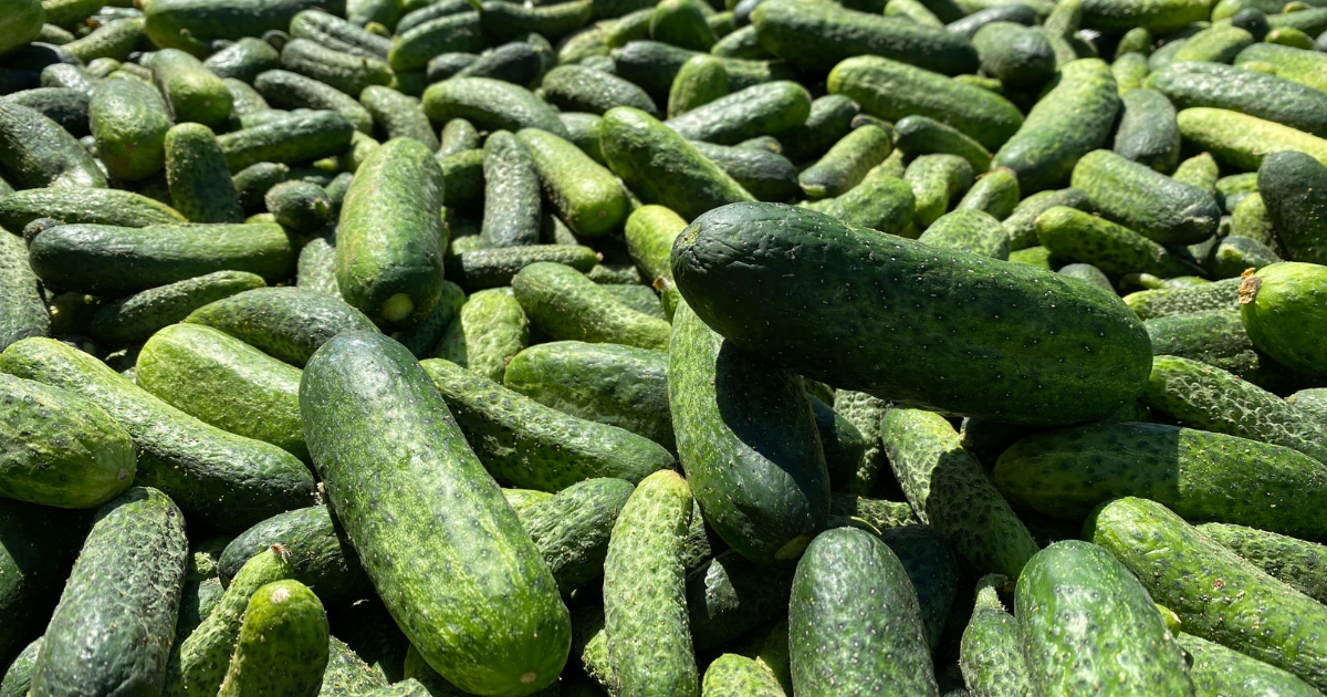 Reitzel et Too Good To Go sauvent 25 tonnes de cornichons Wiamedia